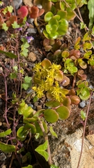 Sedum tetractinum, photograph (c) Andrew Dudley, some rights reserved (CC BY)