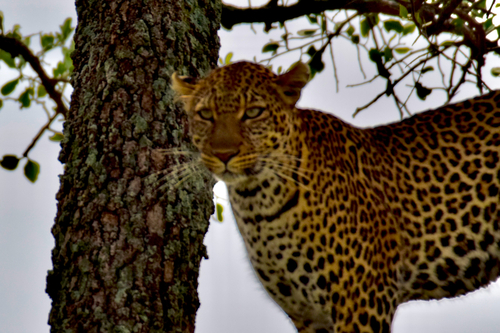Leopard