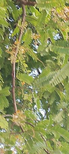 Tamarind