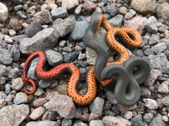 Diadophis punctatus regalis