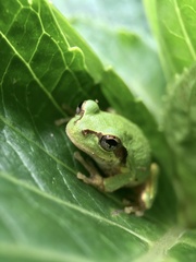 Hyla japonica