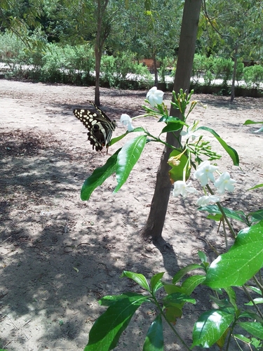 Citrus Swallowtail