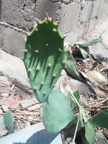 shell mound pricklypear