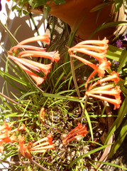 Cyrtanthus brachyscyphus