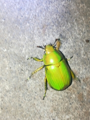Chrysina psittacina