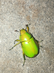 Chrysina psittacina