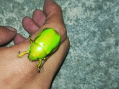 Chrysina psittacina