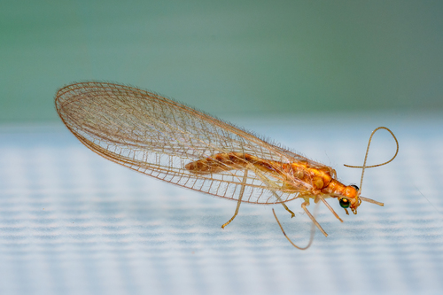 Common green lacewing