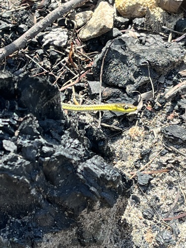 Common Tree Snake sighting