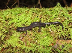 Plethodon metcalfi