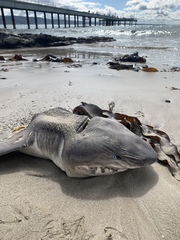 Notorynchus cepedianus