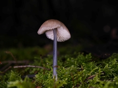 Entoloma albidocoeruleum