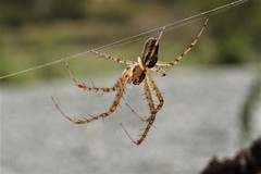 Metellina
