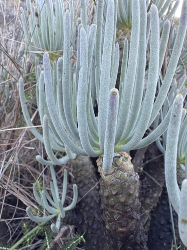 Tylecodon cacaliodes