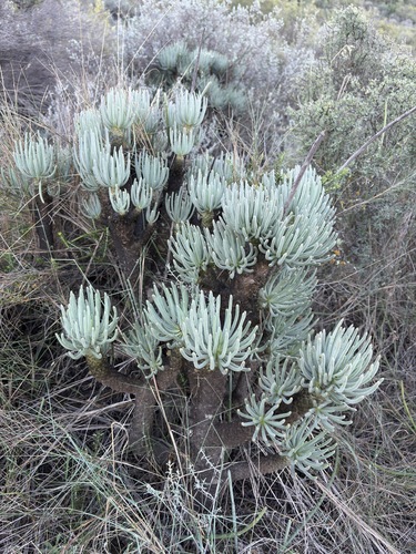 Tylecodon cacaliodes