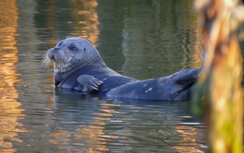 Caspian Seal