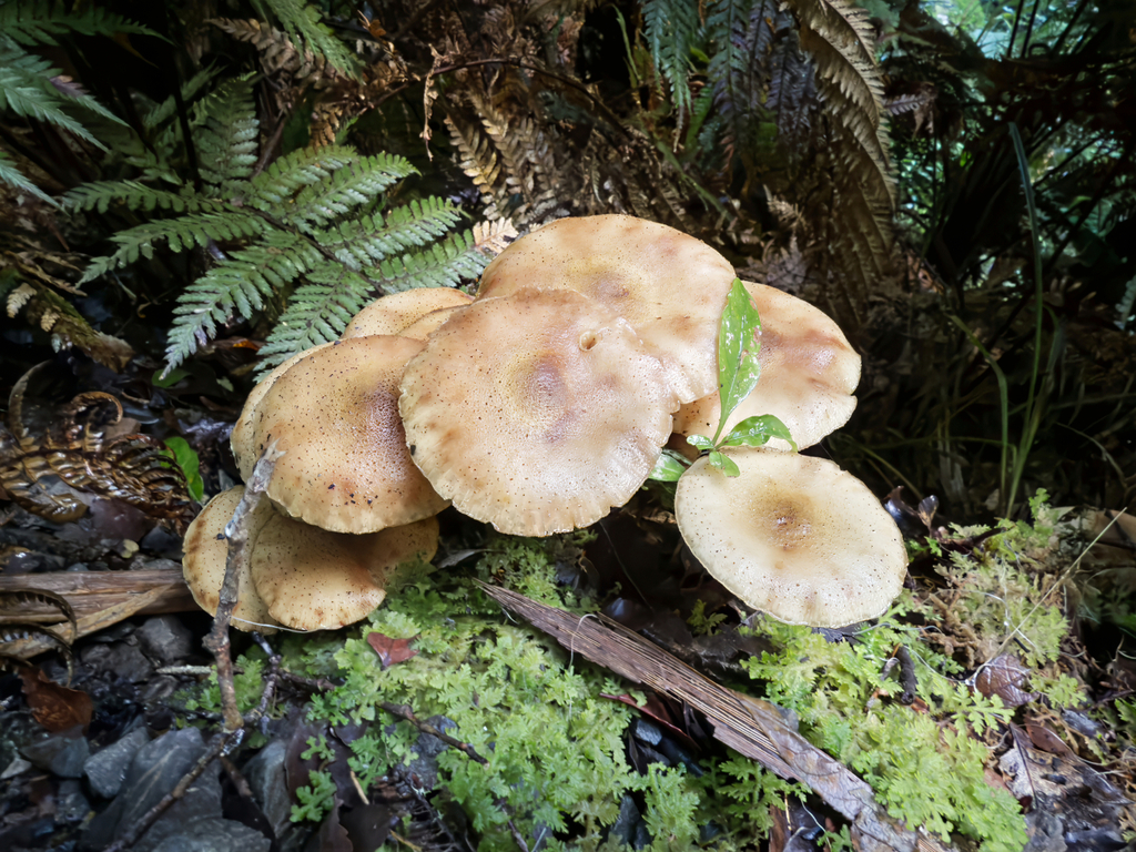 Armillaria limonea · June 2025 · photo: © jeremy_rolfe (iNaturalist, cc-by)