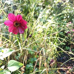 Cosmos scabiosoides