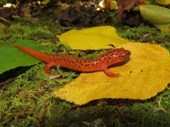 Pseudotriton ruber schencki