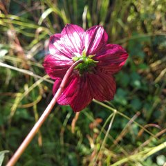 Cosmos scabiosoides