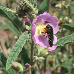 Acmaeodera haemorrhoa