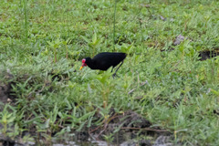 Jacana jacana