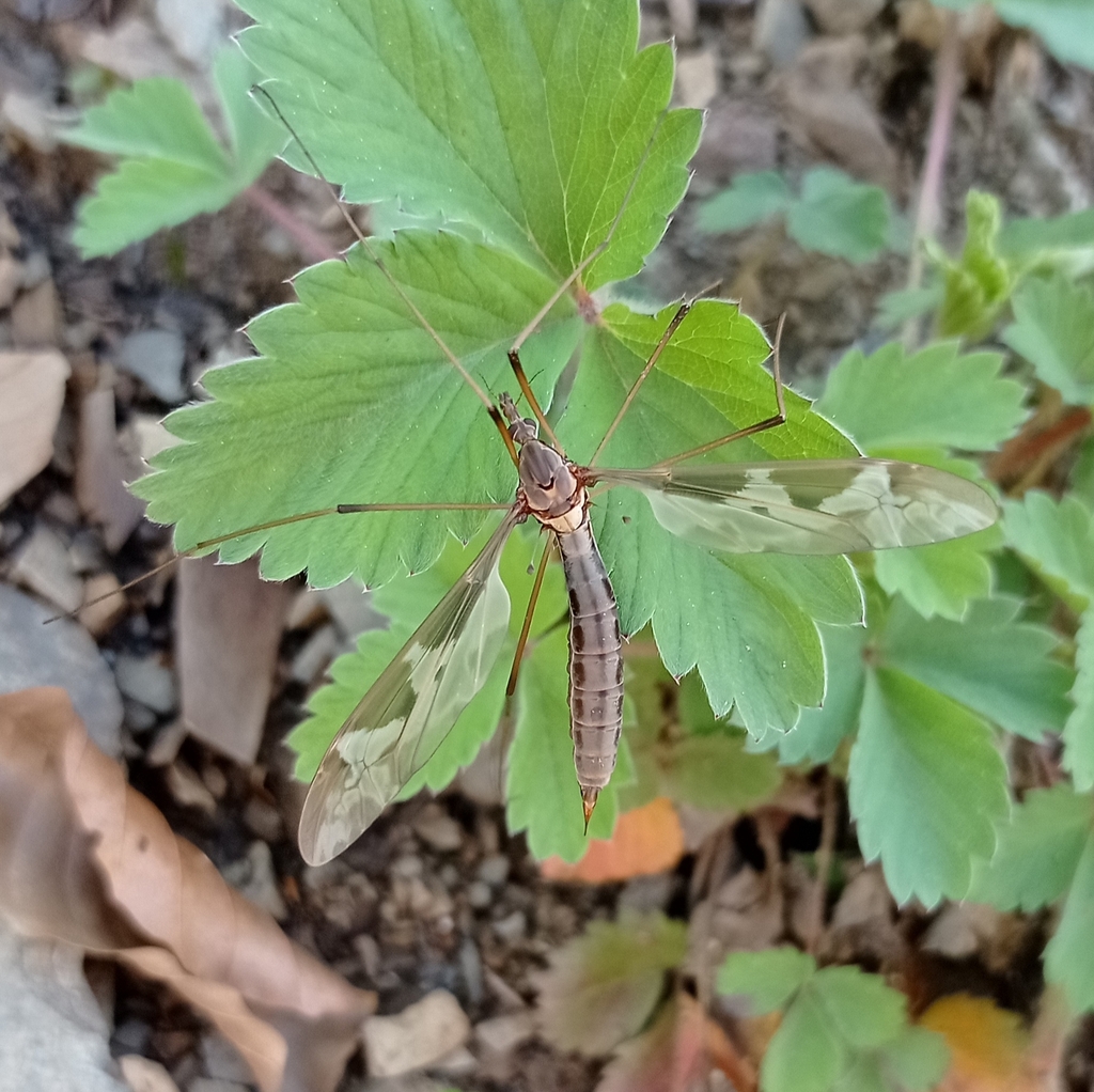 Tipula balcanica