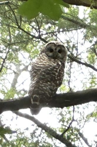 View observation of {o.common_name} on iNaturalist