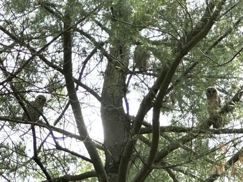 View observation of {o.common_name} on iNaturalist