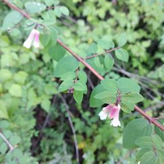 Symphoricarpos microphyllus
