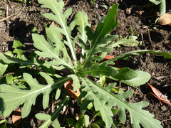 Gaillardia × grandiflora