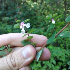 Symphoricarpos microphyllus