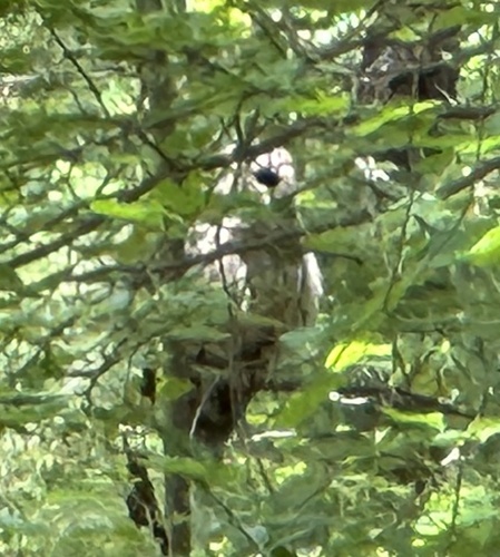 View observation of {o.common_name} on iNaturalist