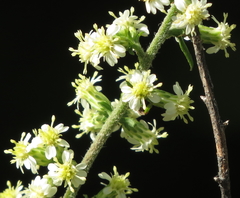 Solidago bicolor