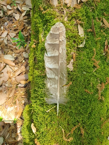 View observation of {o.common_name} on iNaturalist