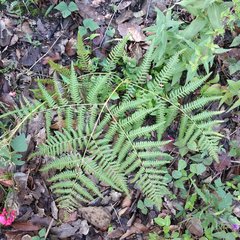 Pteridium aquilinum feei