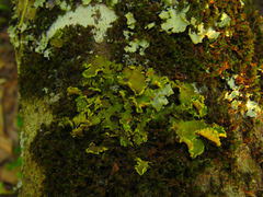 Crocodia
