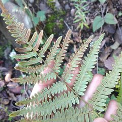 Pteridium aquilinum feei