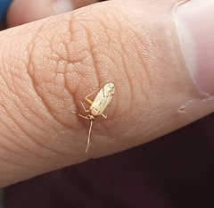 Heteroptera