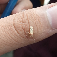 Heteroptera