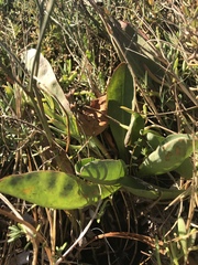 Limonium californicum