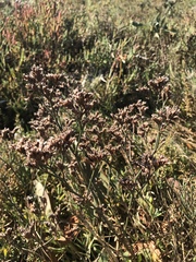 Limonium californicum