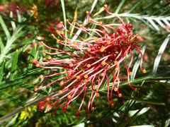 Grevillea hookeriana