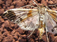 Polythlipta liquidalis