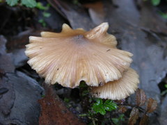 Entoloma aromaticum