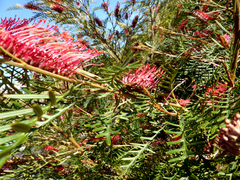 Grevillea hookeriana