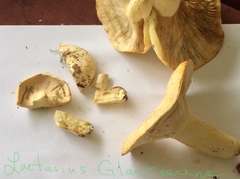 Lactifluus glaucescens