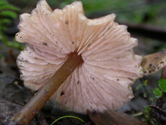 Entoloma aromaticum