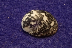 Nerita textilis