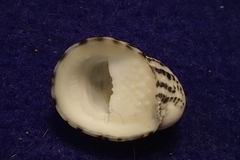 Nerita textilis
